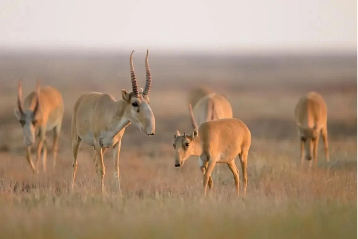 Фото: пресс-служба минэкологии и природных ресурсов РК