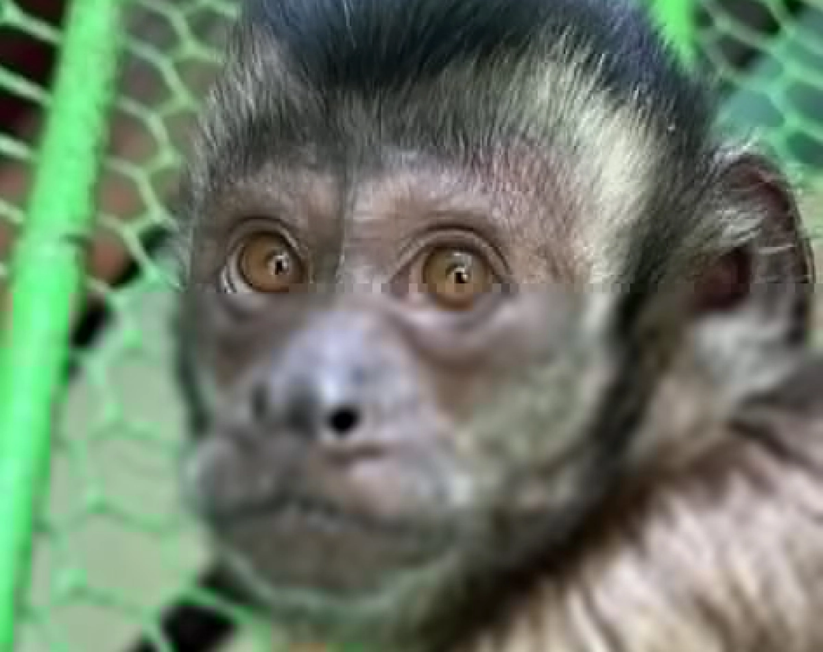 Кадр из видео