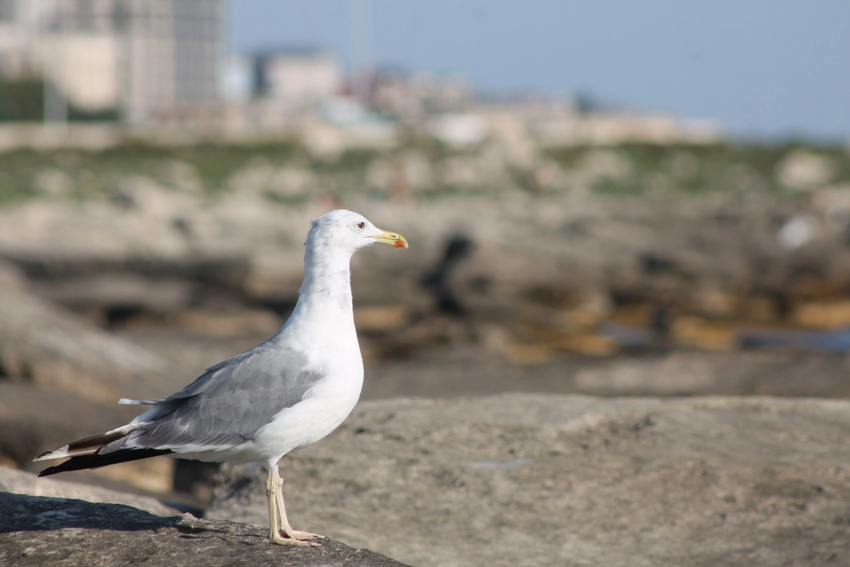 Фото: Кирилл Осин