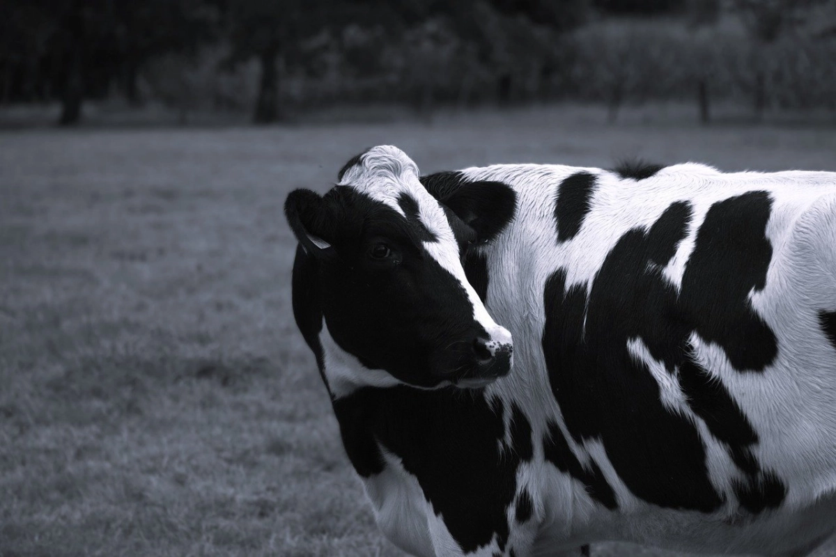 Фото: pixabay.com