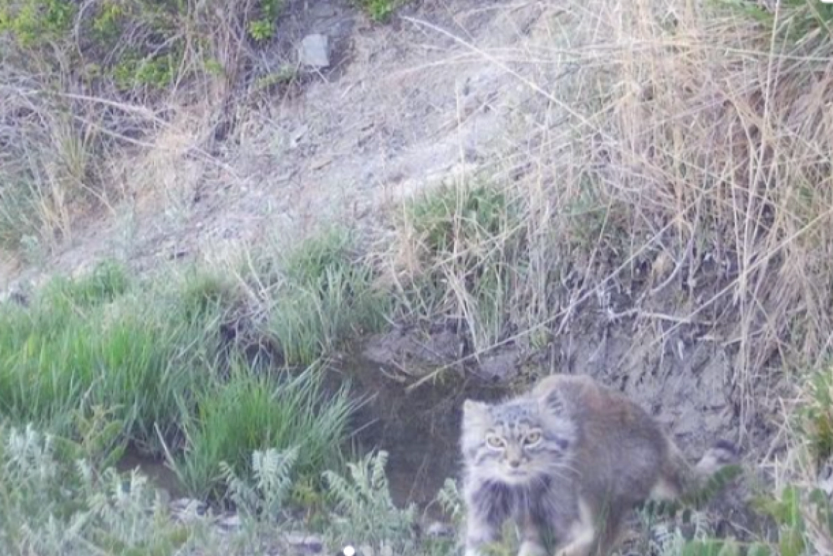 Фото: Instagram/qazaqormany