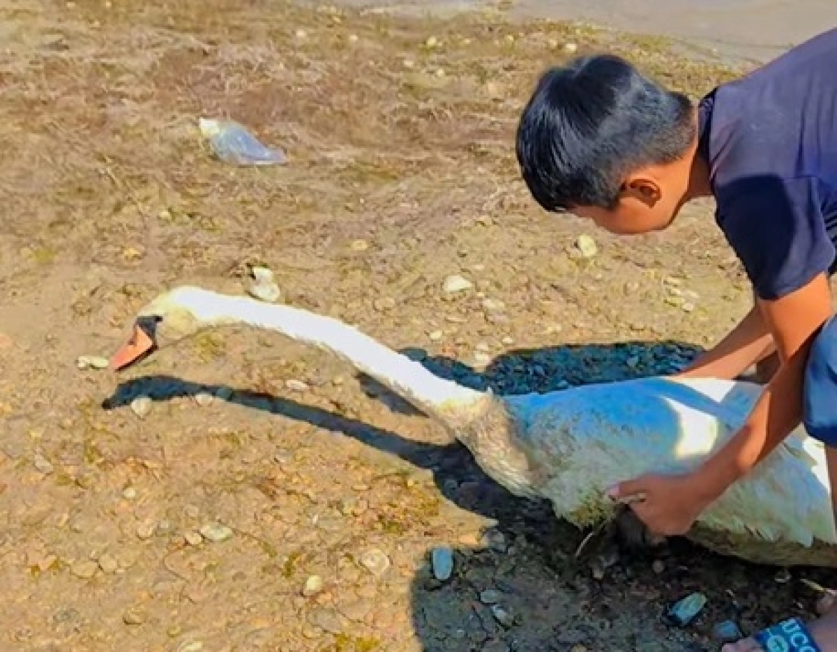 Фото: скрин