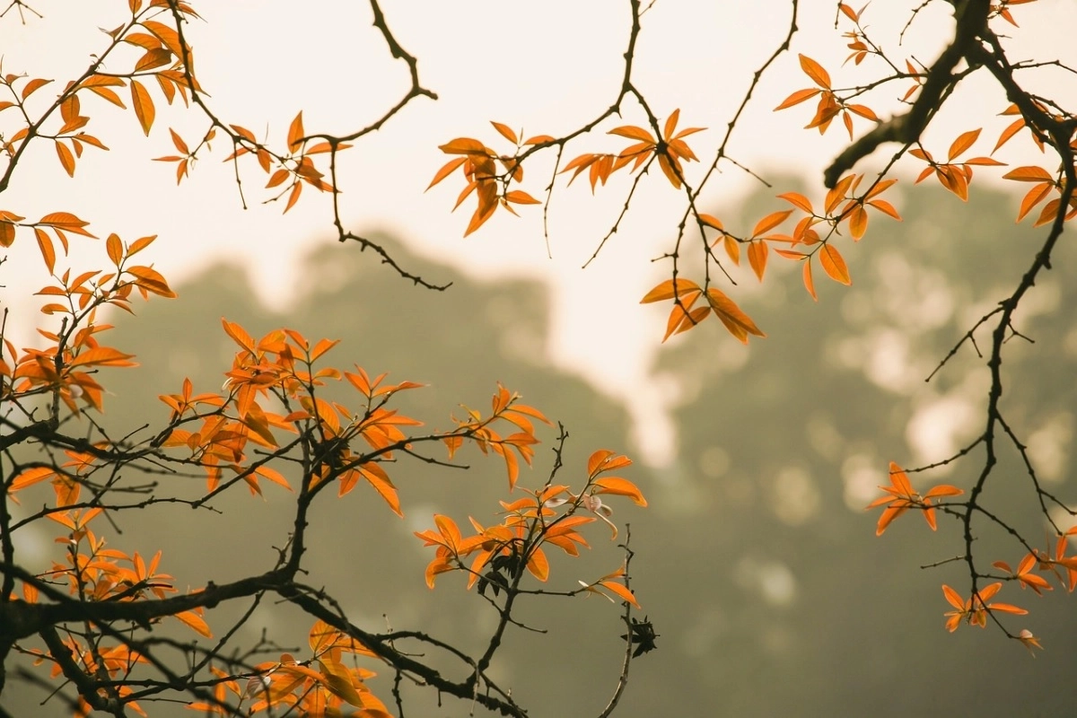 Фото: pixabay