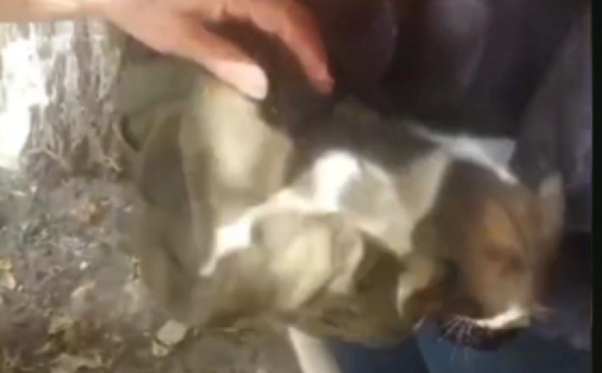 Фото: кадр из видео