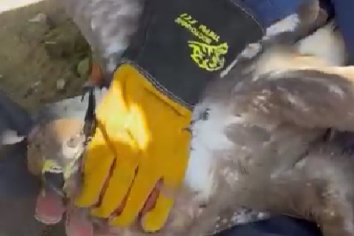 Фото: кадр из видео