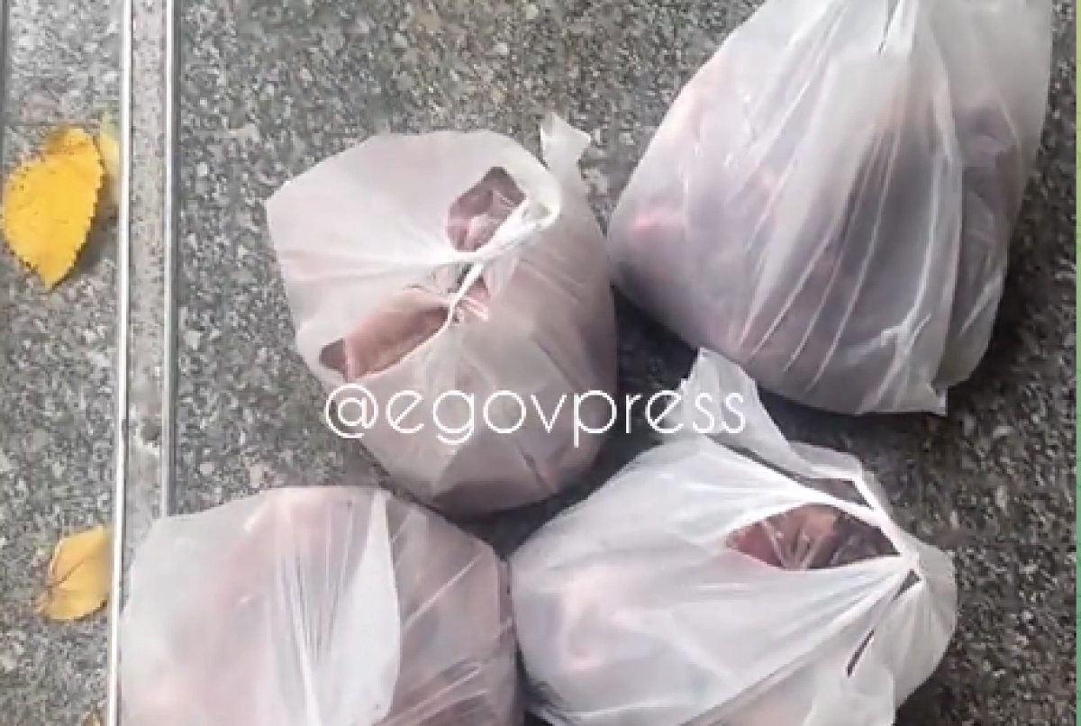 Фото: скриншот видео