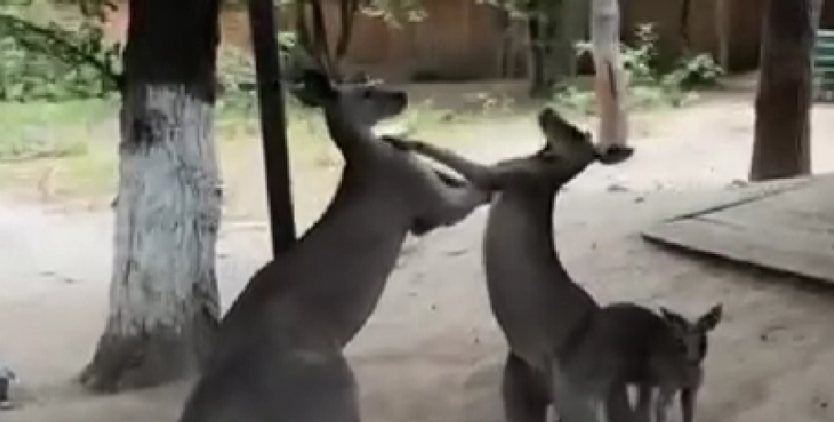 Фото: кадр из видео