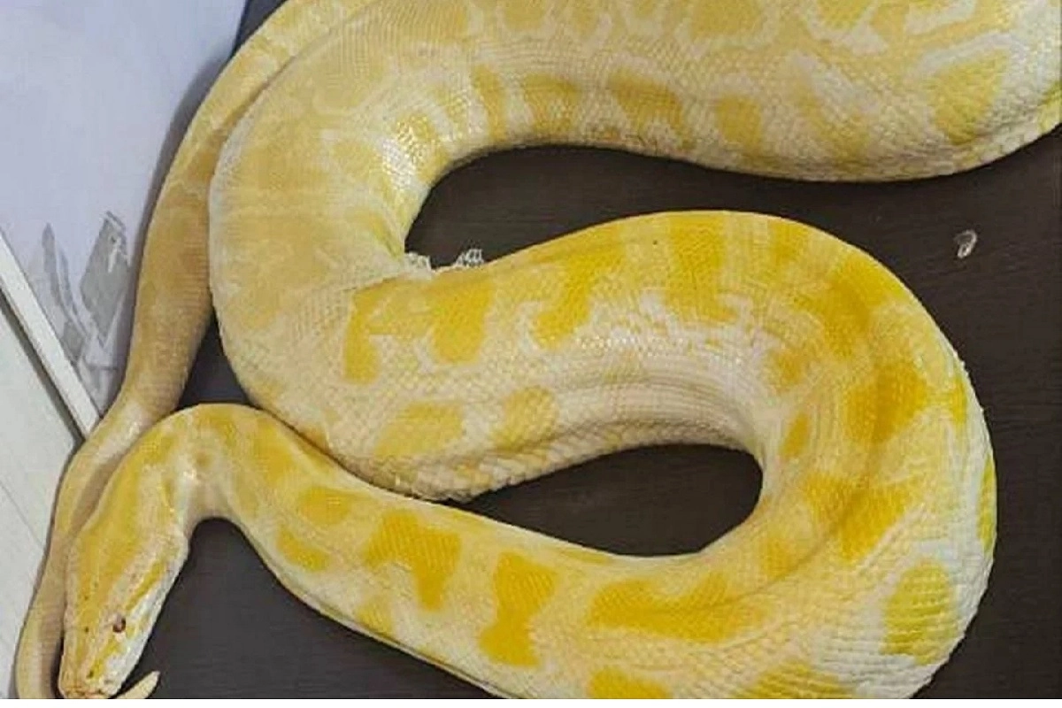 Фото: таможенный комитет Республики Узбекистан