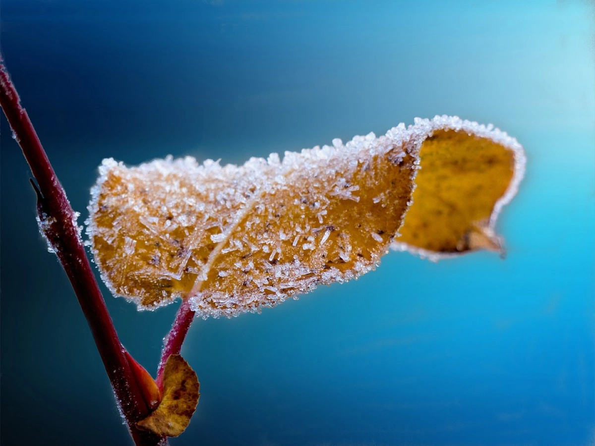 Фото: pixabay
