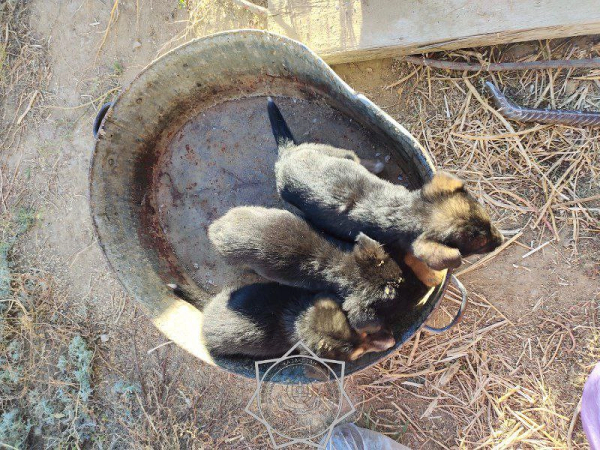 Фото: пресс-служба МЧС РК