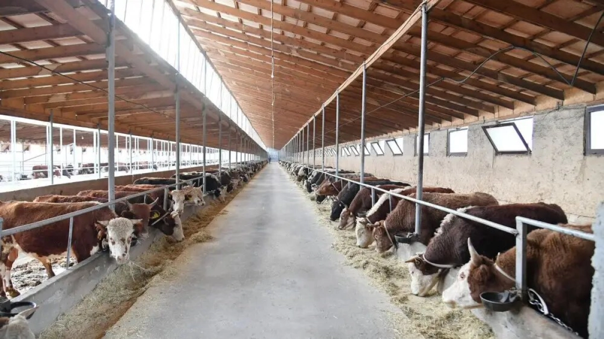 Фото: пресс-служба акимата Туркестанской области