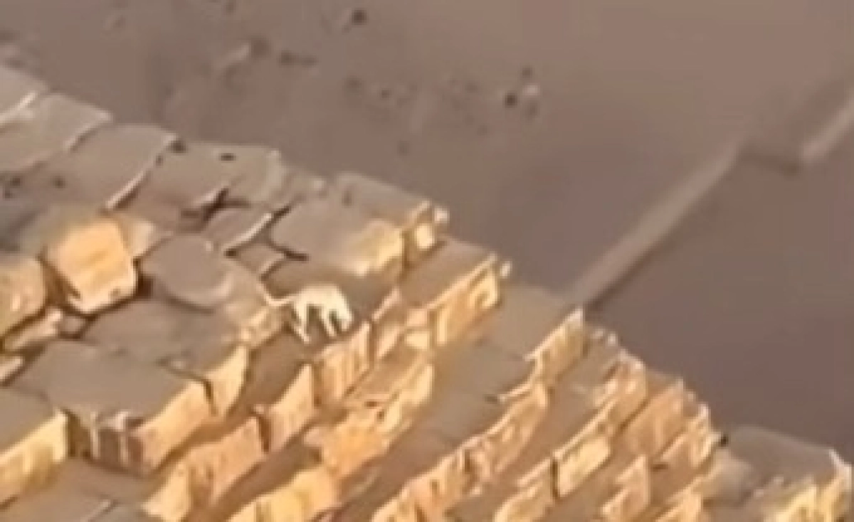 Фото: скриншот видео