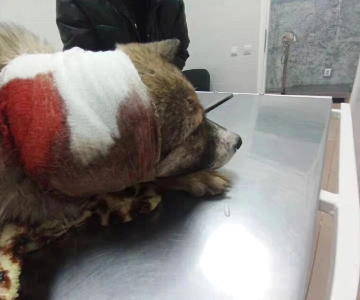 Фото: очевидцы