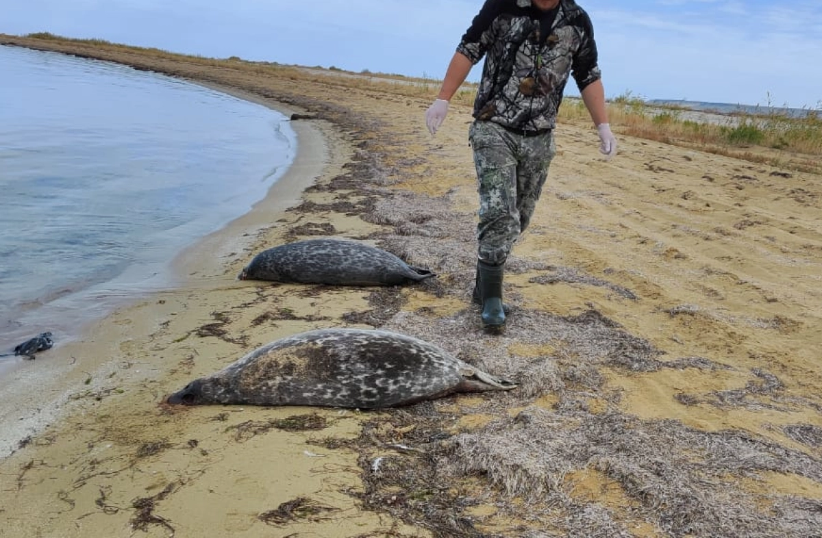 Фото инспекции рыбного хозяйства региона/ Lada.kz