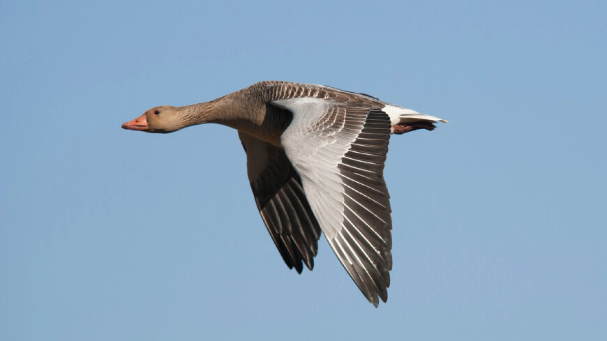 Фото: Shutterstock/FOTODOM