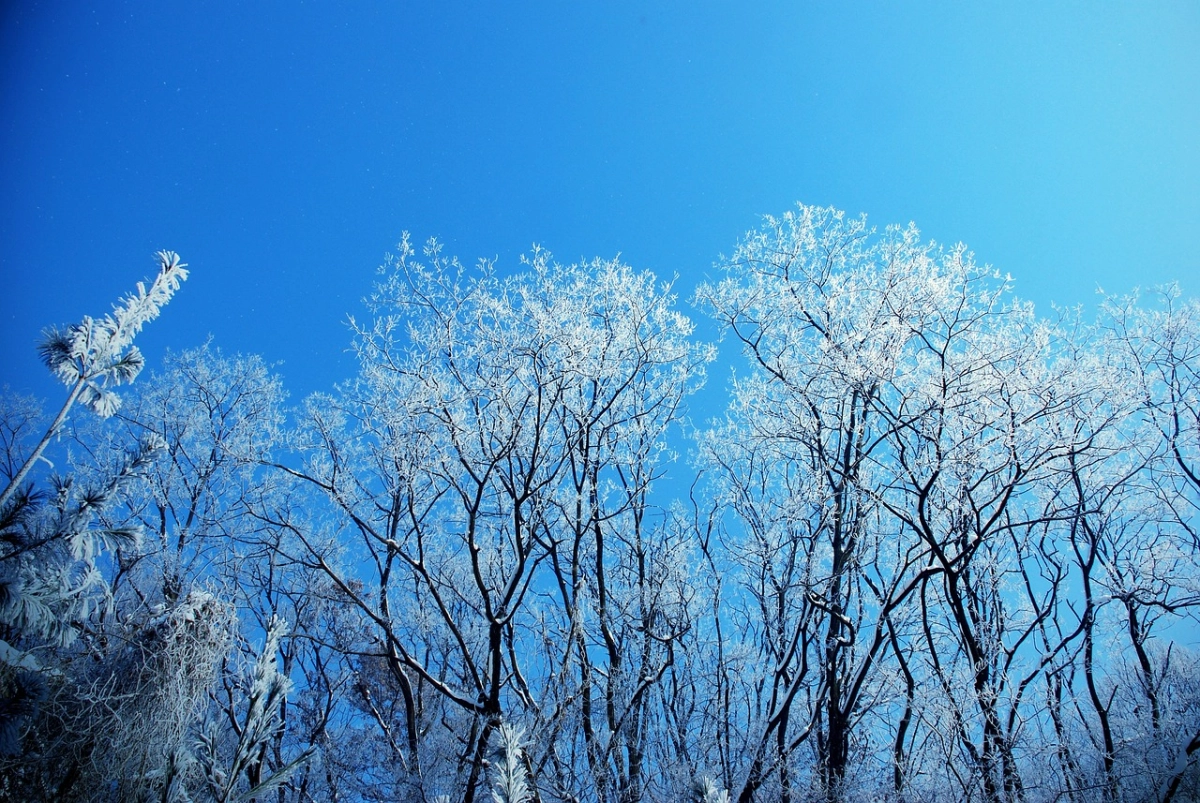 Фото: pixabay
