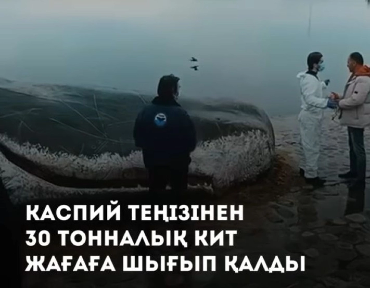 Кадр видео