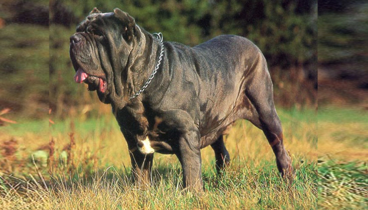 Фото: dogzilla.ru