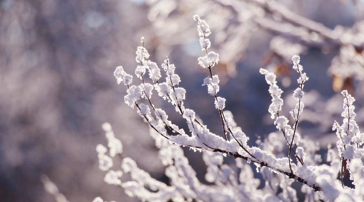 Фото: pixabay.com