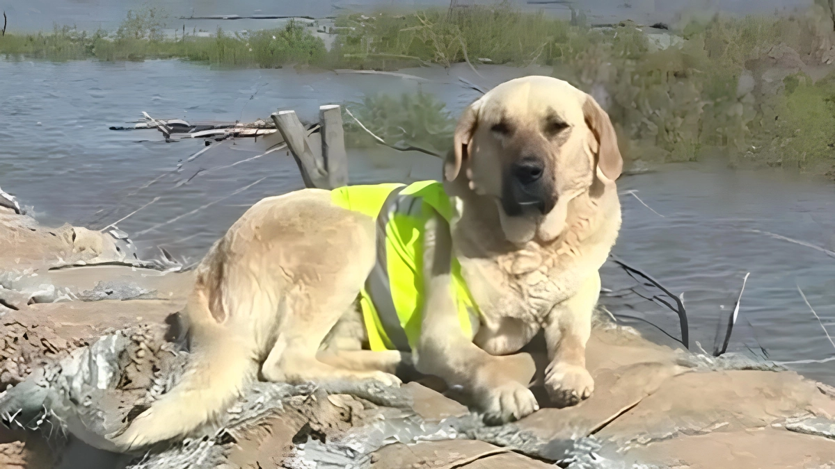 Кадр из видео: tiktok.com/@pshon_2024