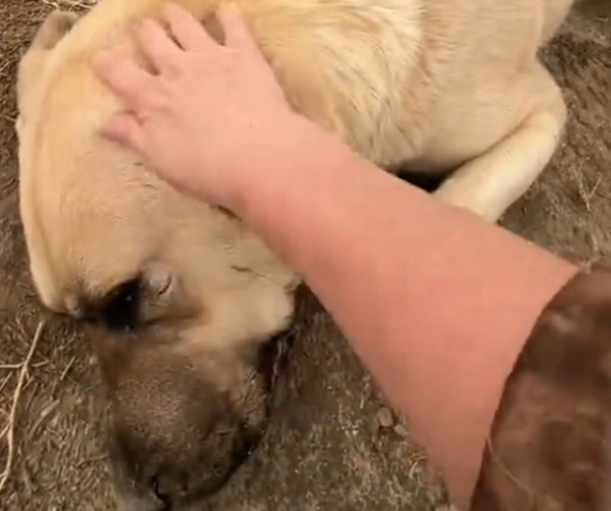 Кадр из видео