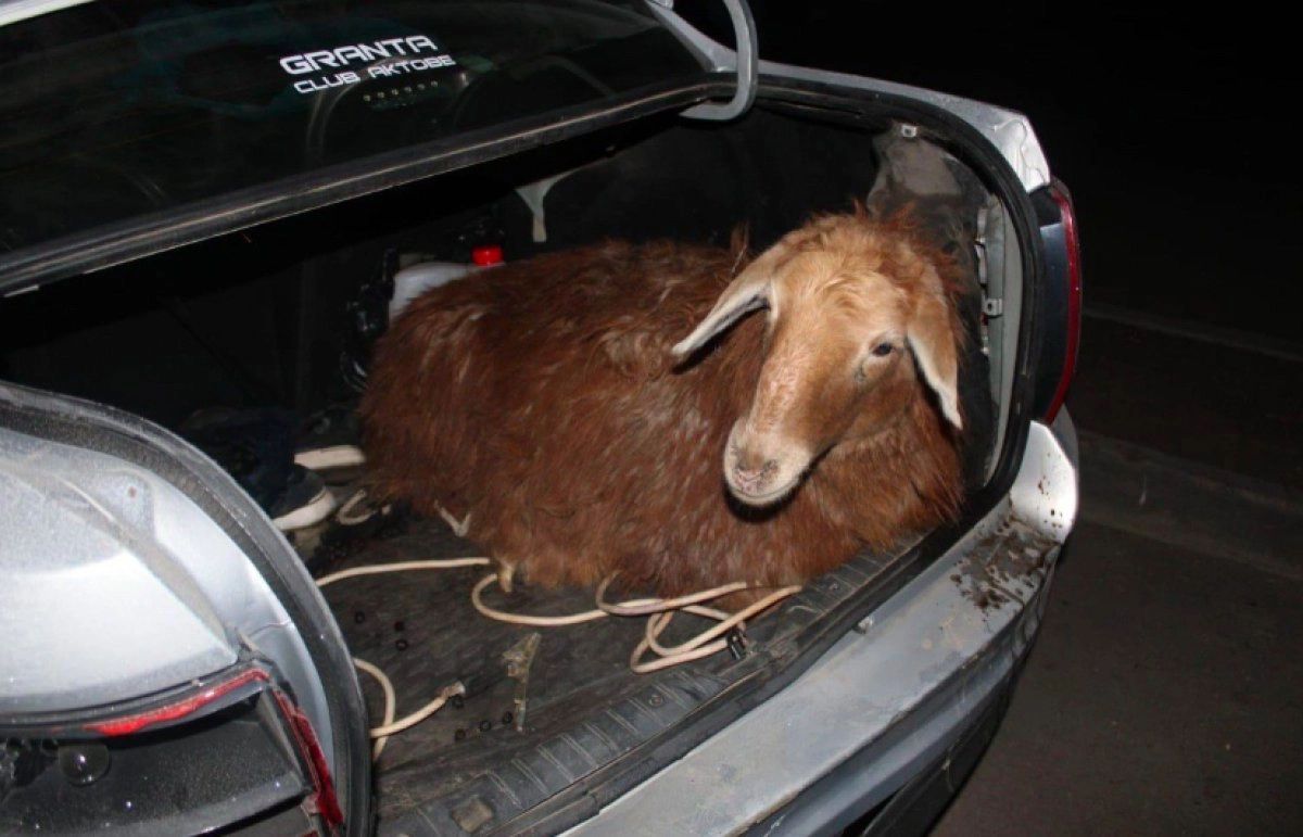 Фото: «Диапазон»