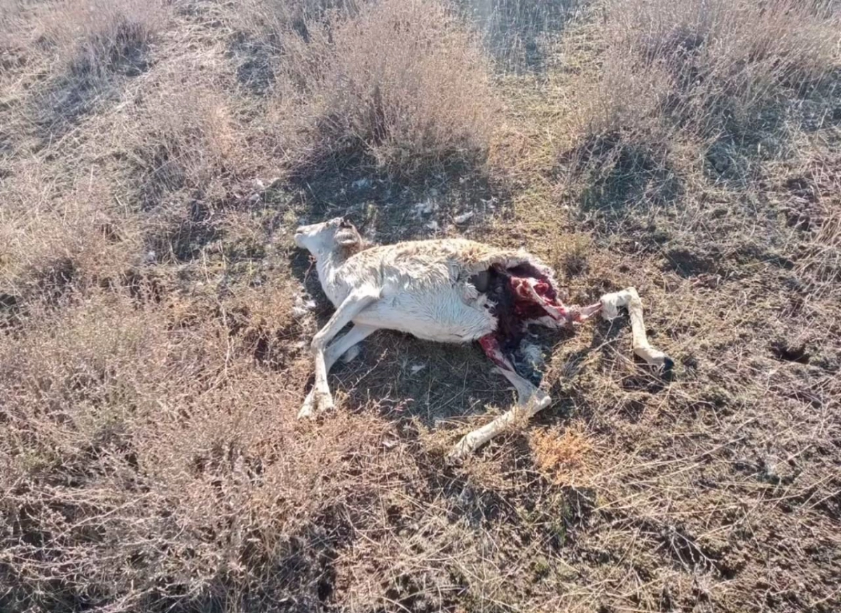 Фото: Atyrau Online