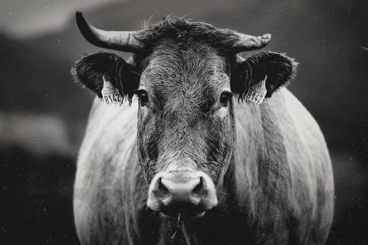 Фото: pixabay
