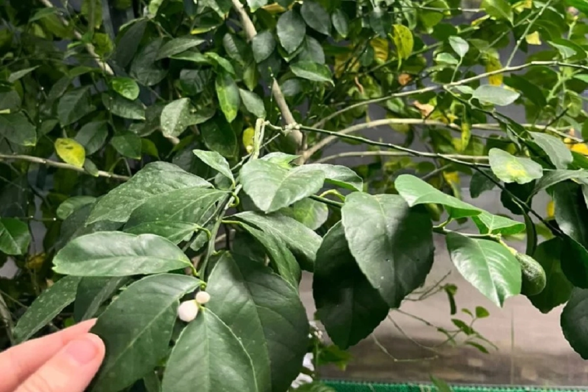 Фото: скриншот видео 24.kz