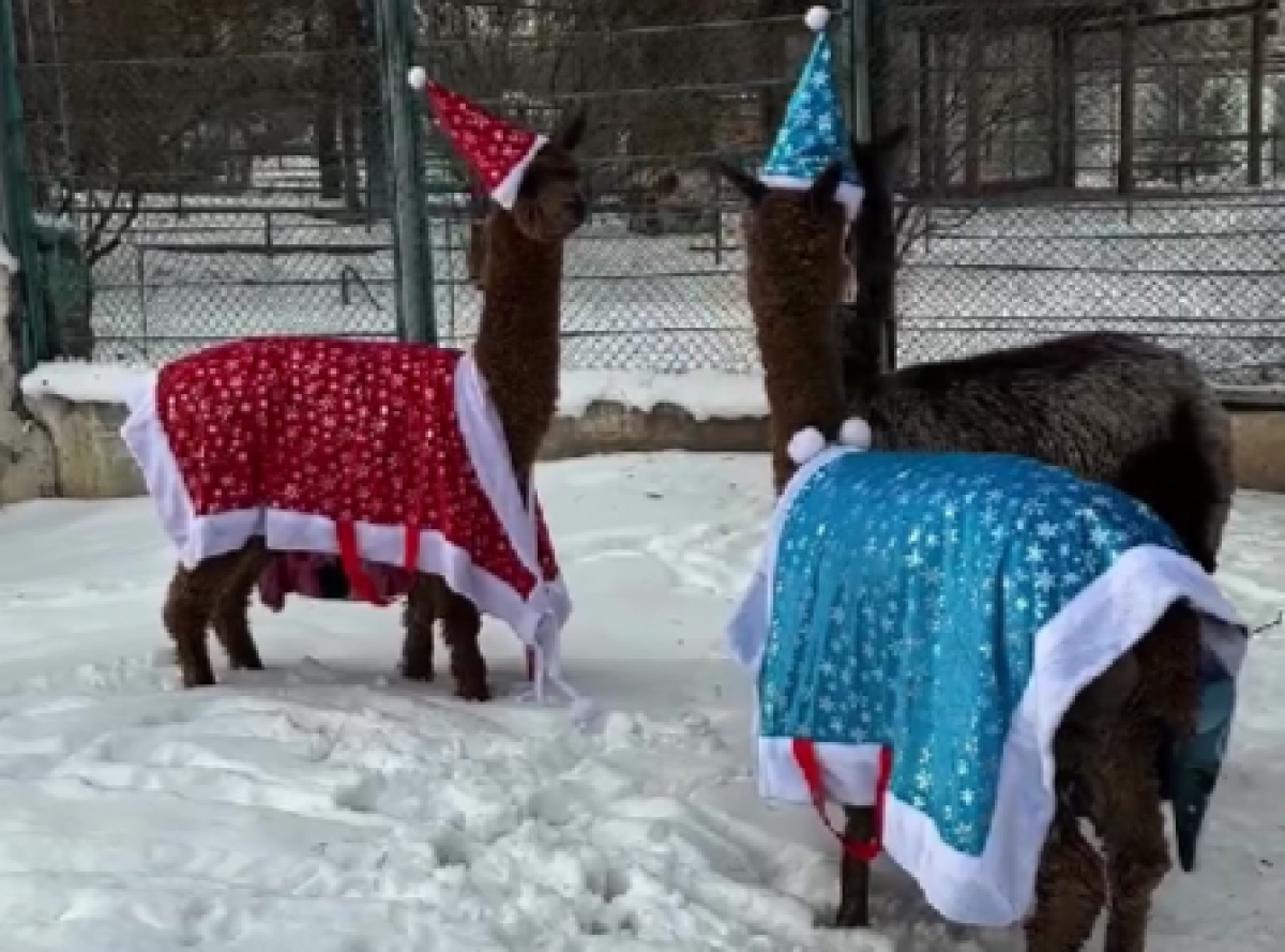 Фото: кадр из видео