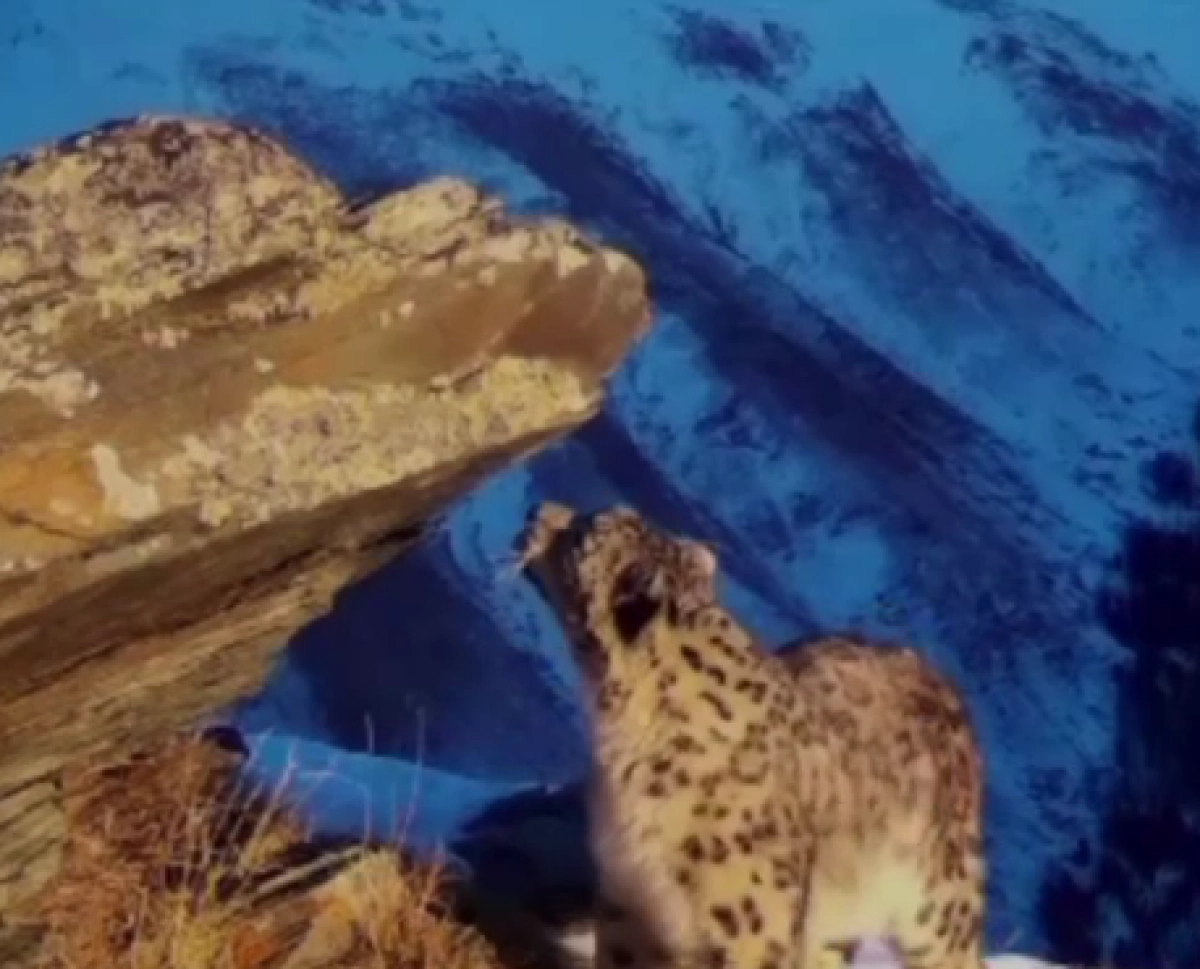 Кадр из видео