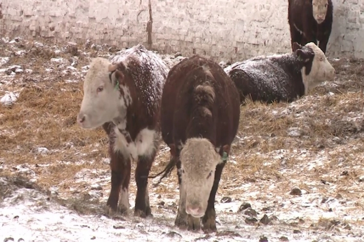 Фото: astanatv.kz