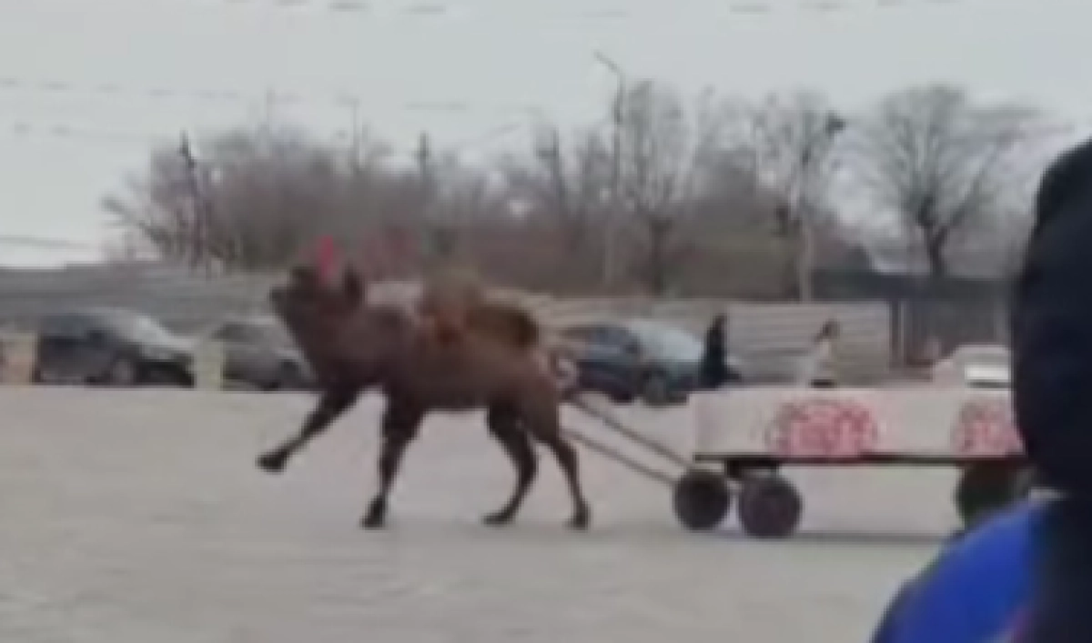 Фото: кадр из видео