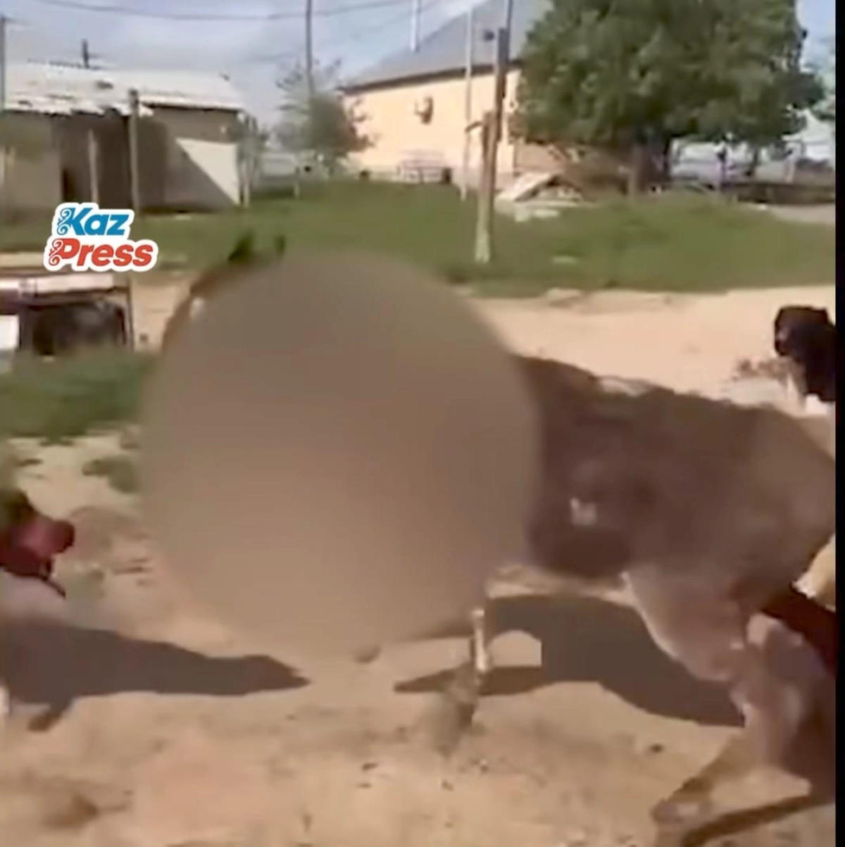 Фото: кадр из видео