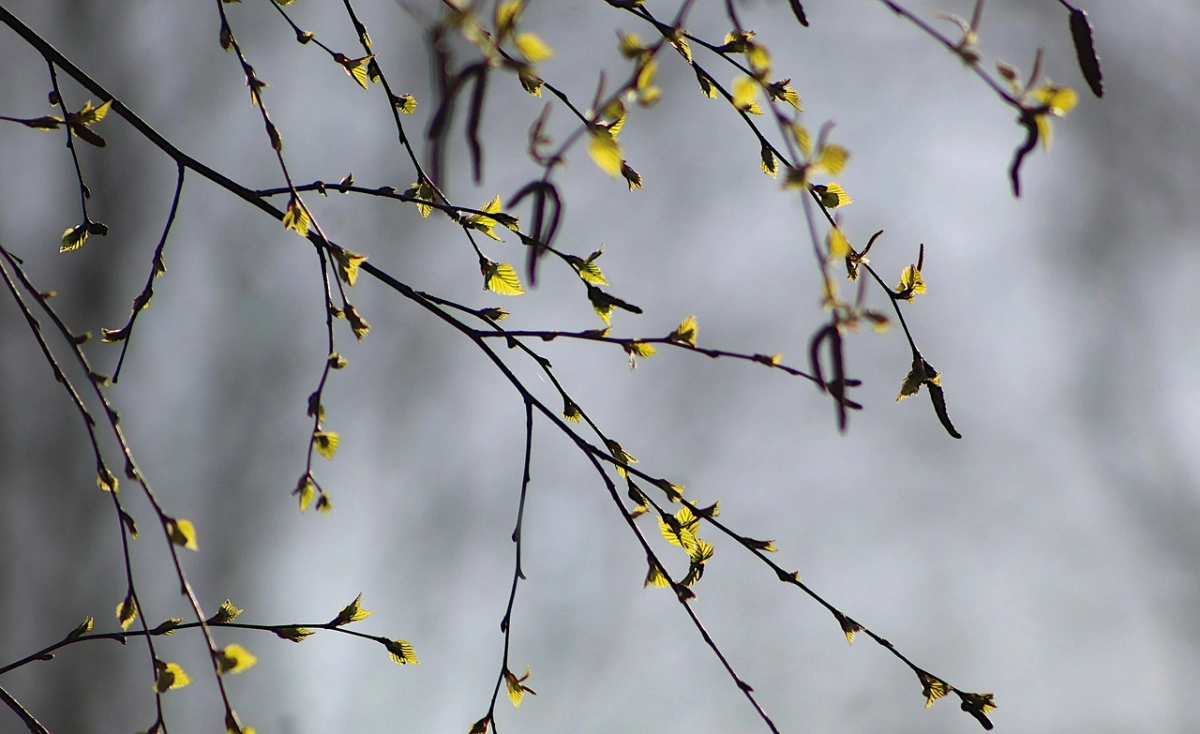Фото: pixabay.com