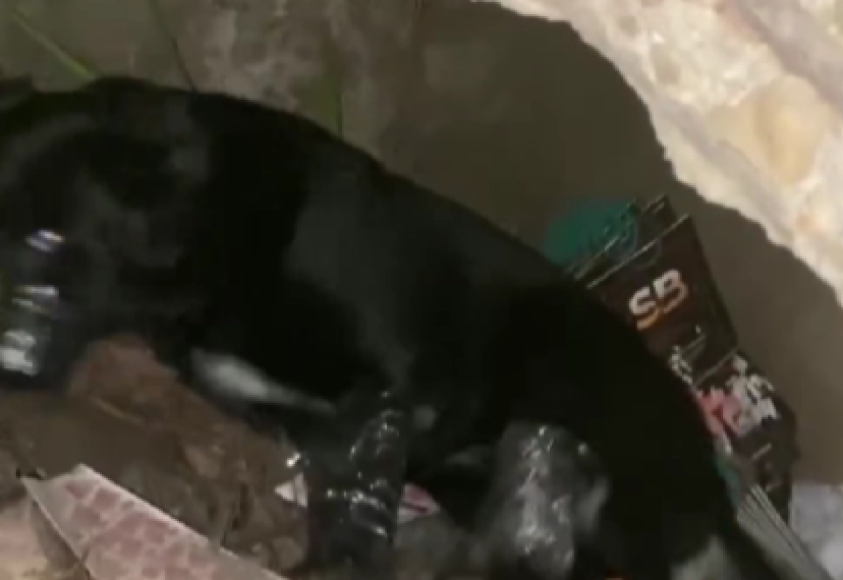 Фото: кадр из видео