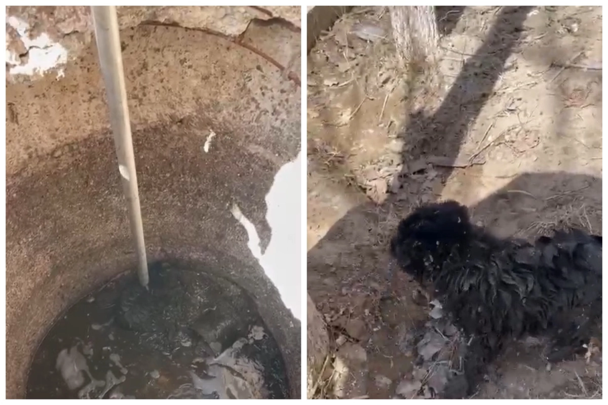 Фото: скриншот видео