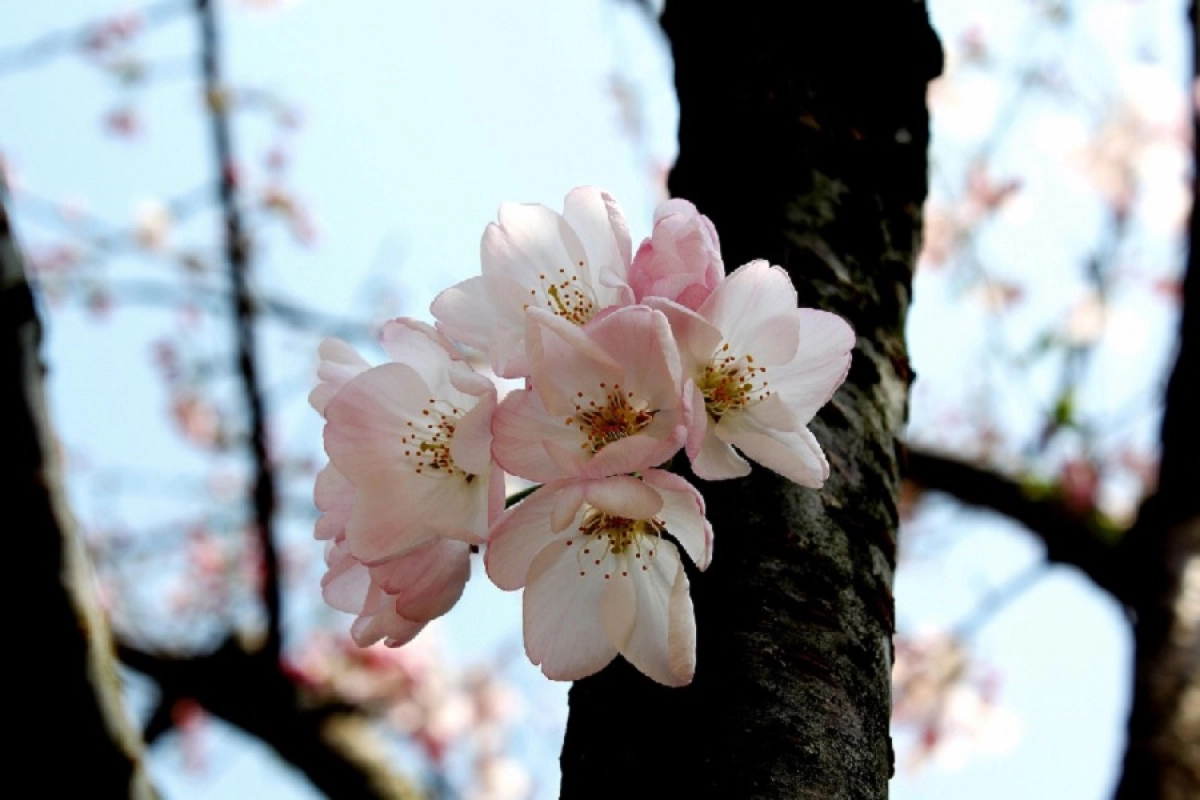 Фото: pixabay
