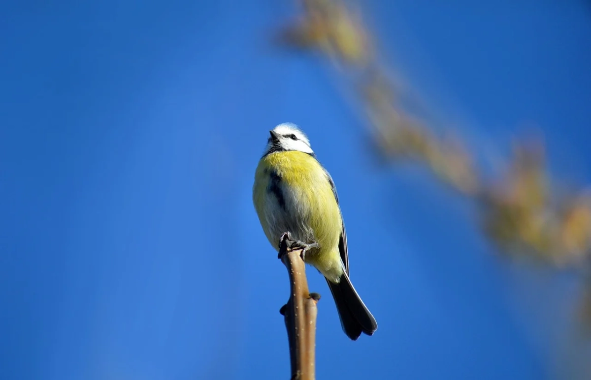 Фото: pixabay.com