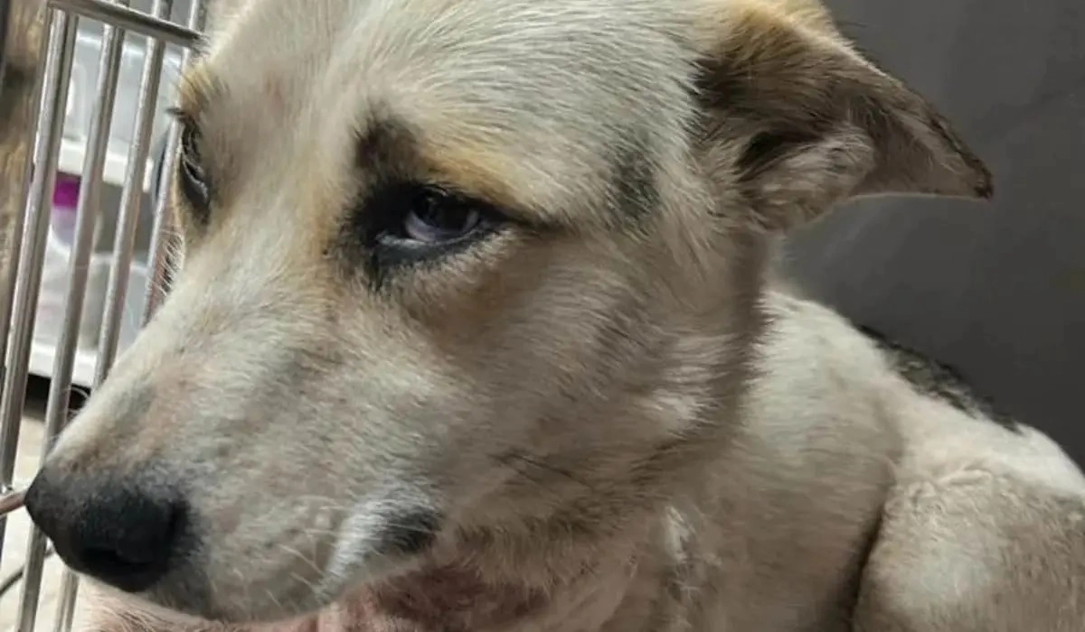 Фото: YK-news.kz