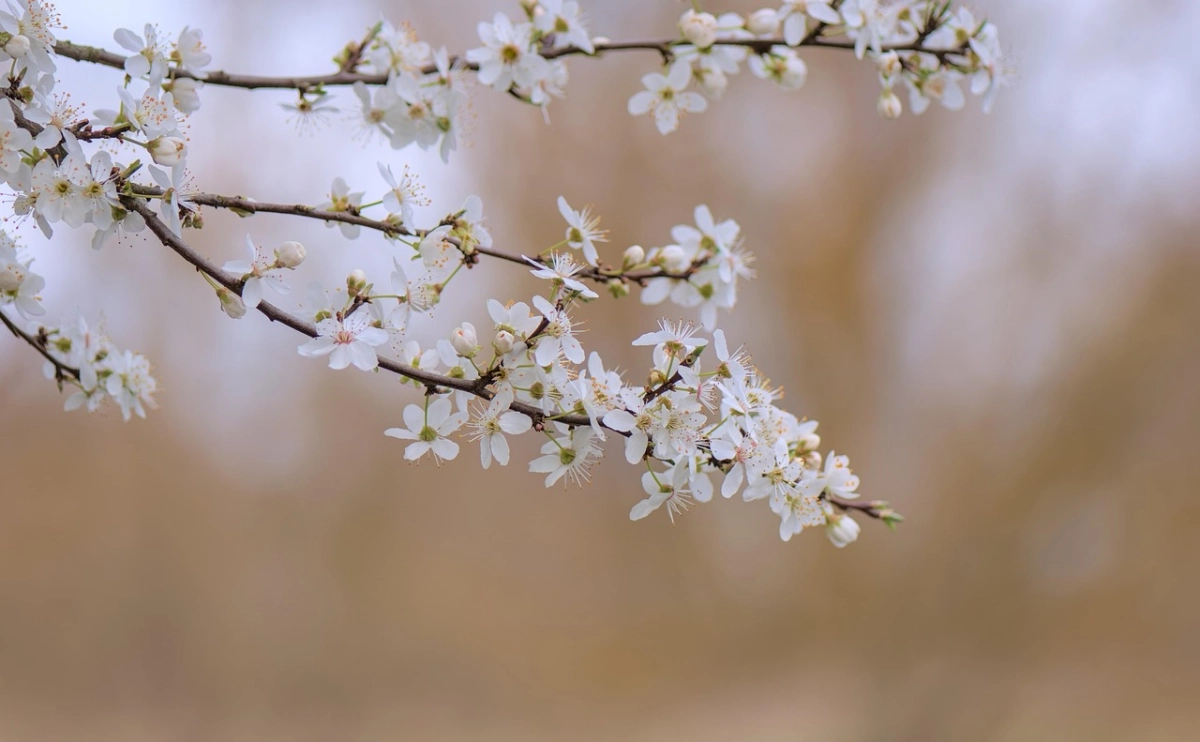 Фото: pixabay.com