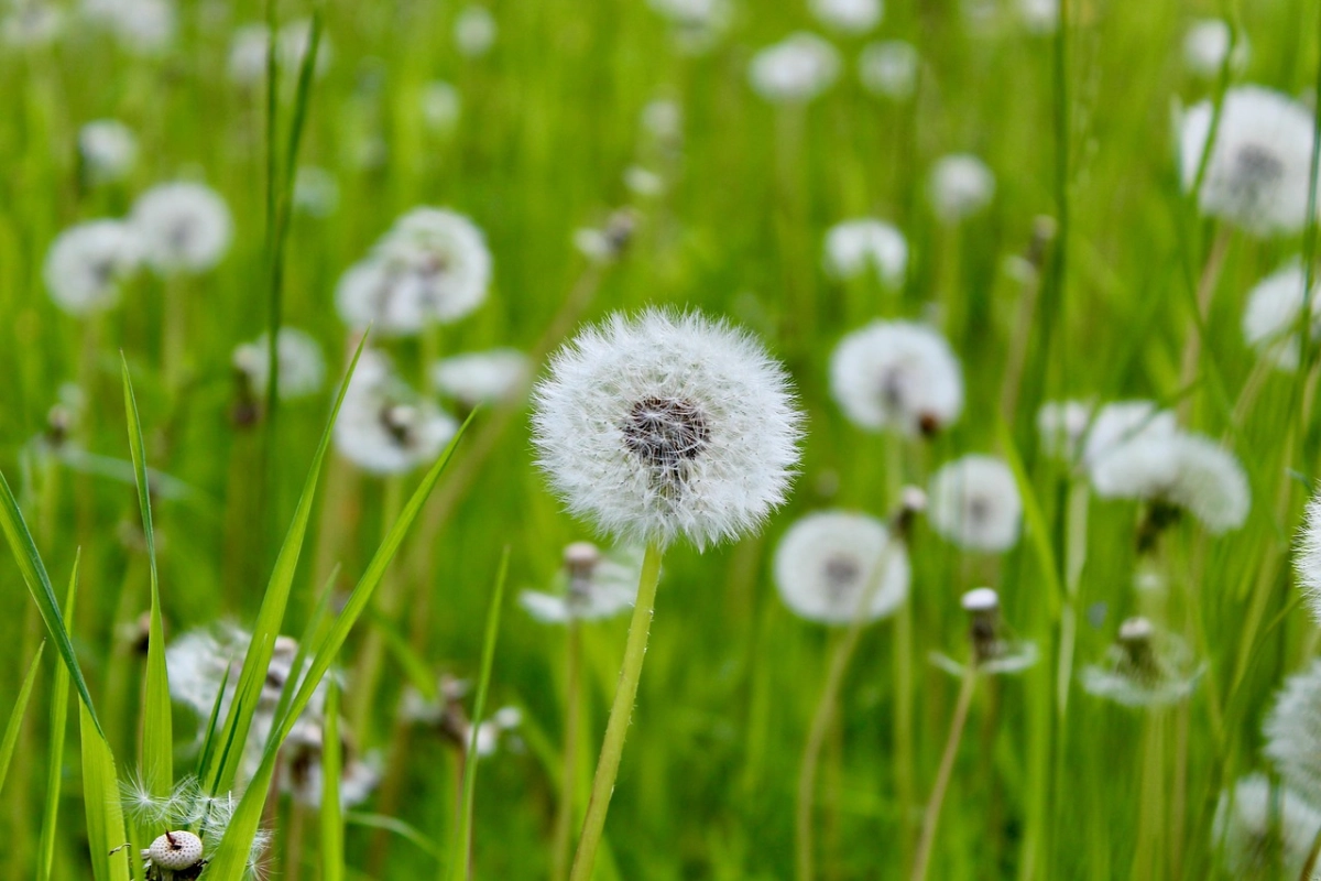 Фото: pixabay.com