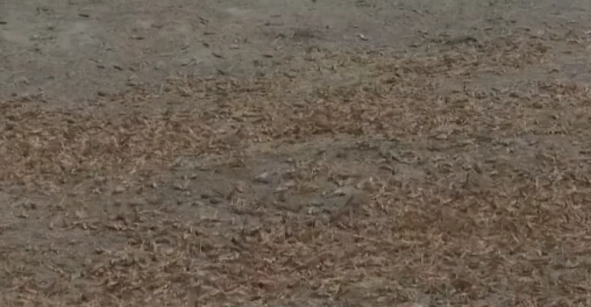 Фото: кадр из видео