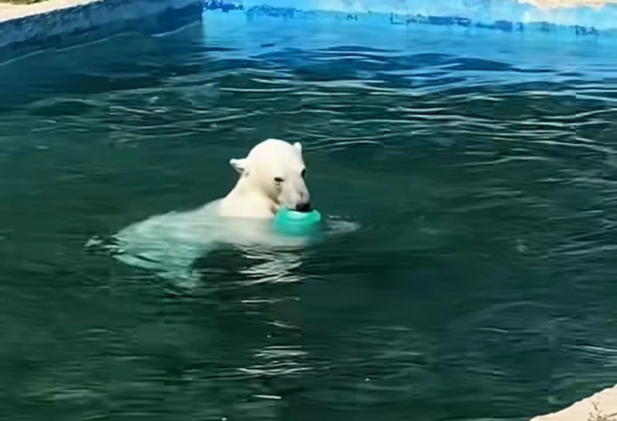 Фото: скриншот видео