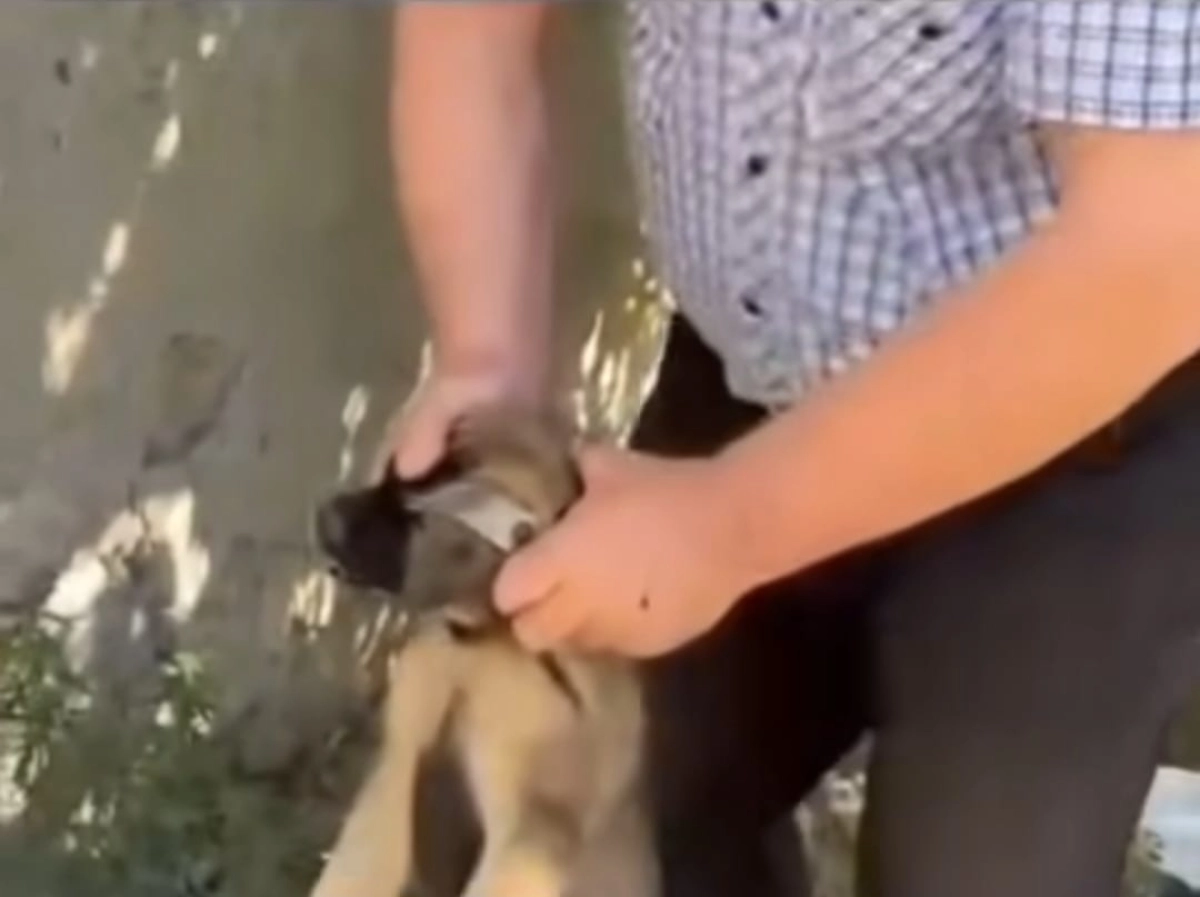 Фото: скриншот видео