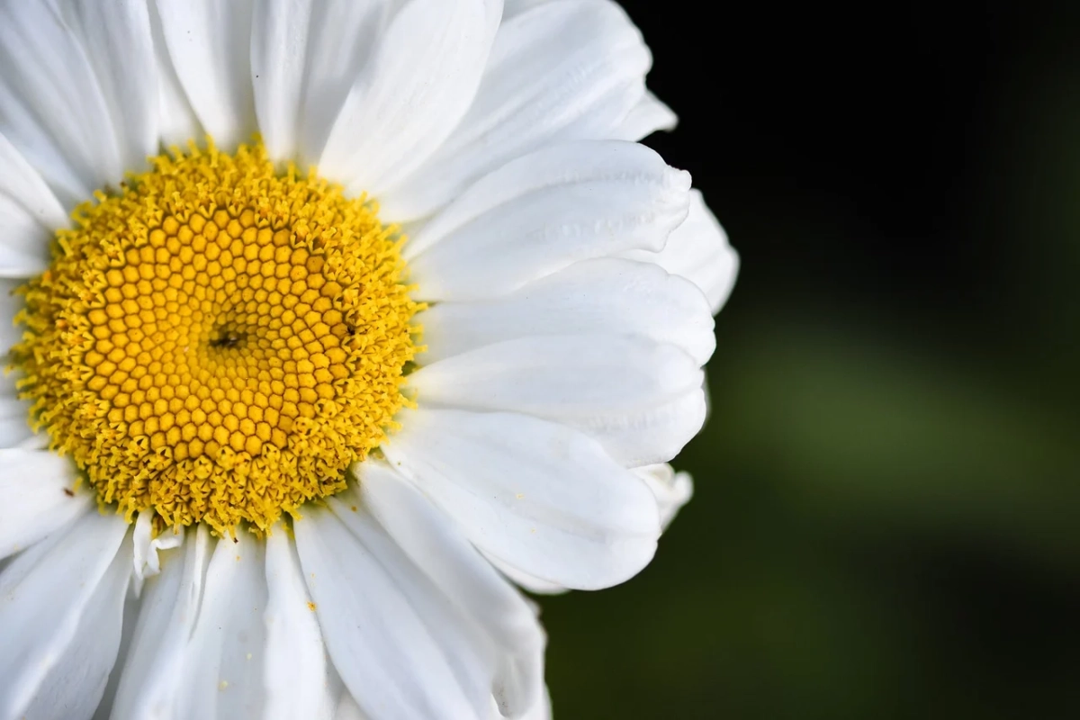 Фото: pixabay.com