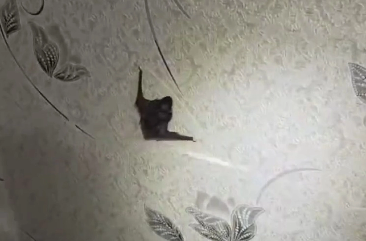 Фото: скриншот видео