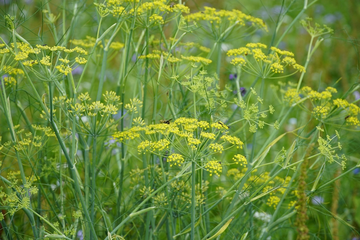 Фото: pixabay.com