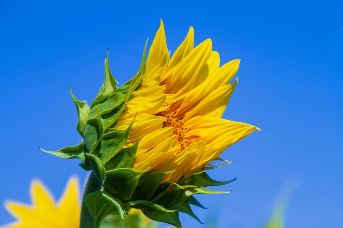 Фото: pixabay.com