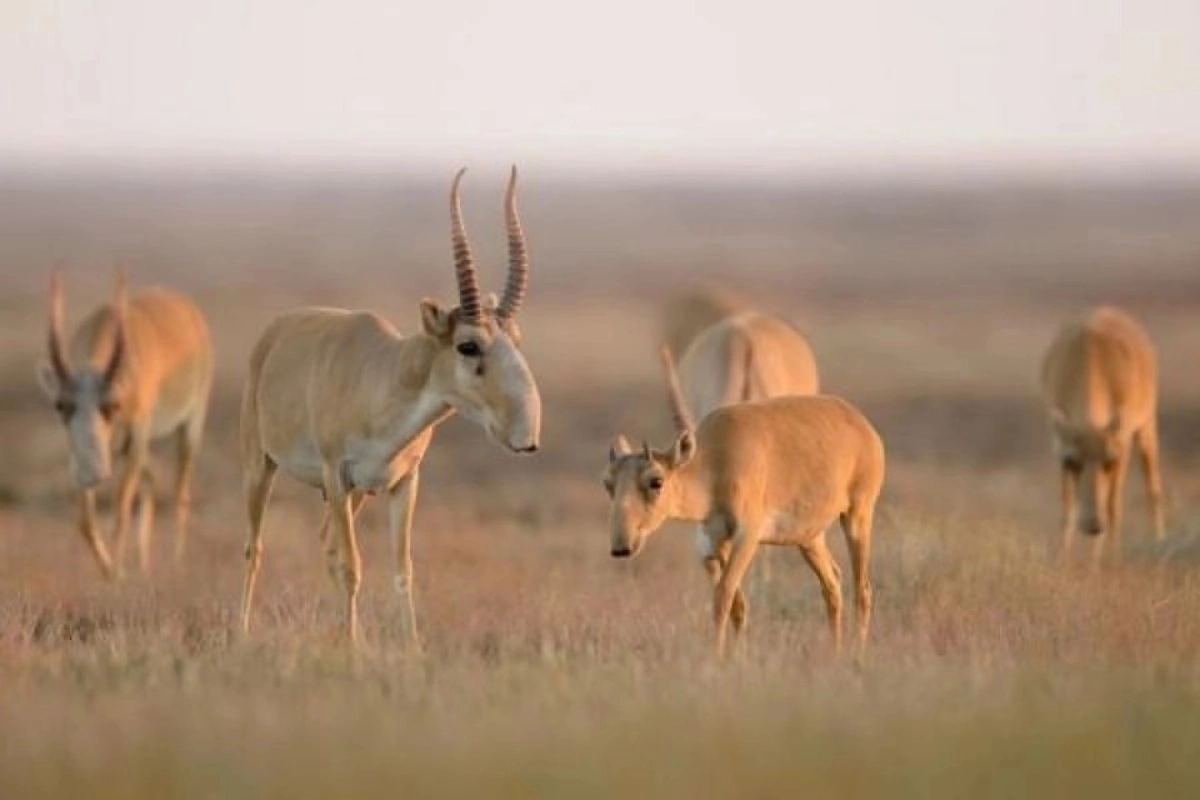 Фото: пресс-служба министерства экологии, геологии и природных ресурсов РК
